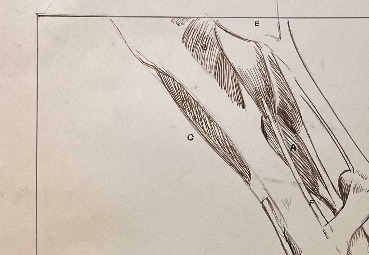 Robert Ladouoriginal French Anatomical Study Of A Horse's Leg20th Century photo for sale