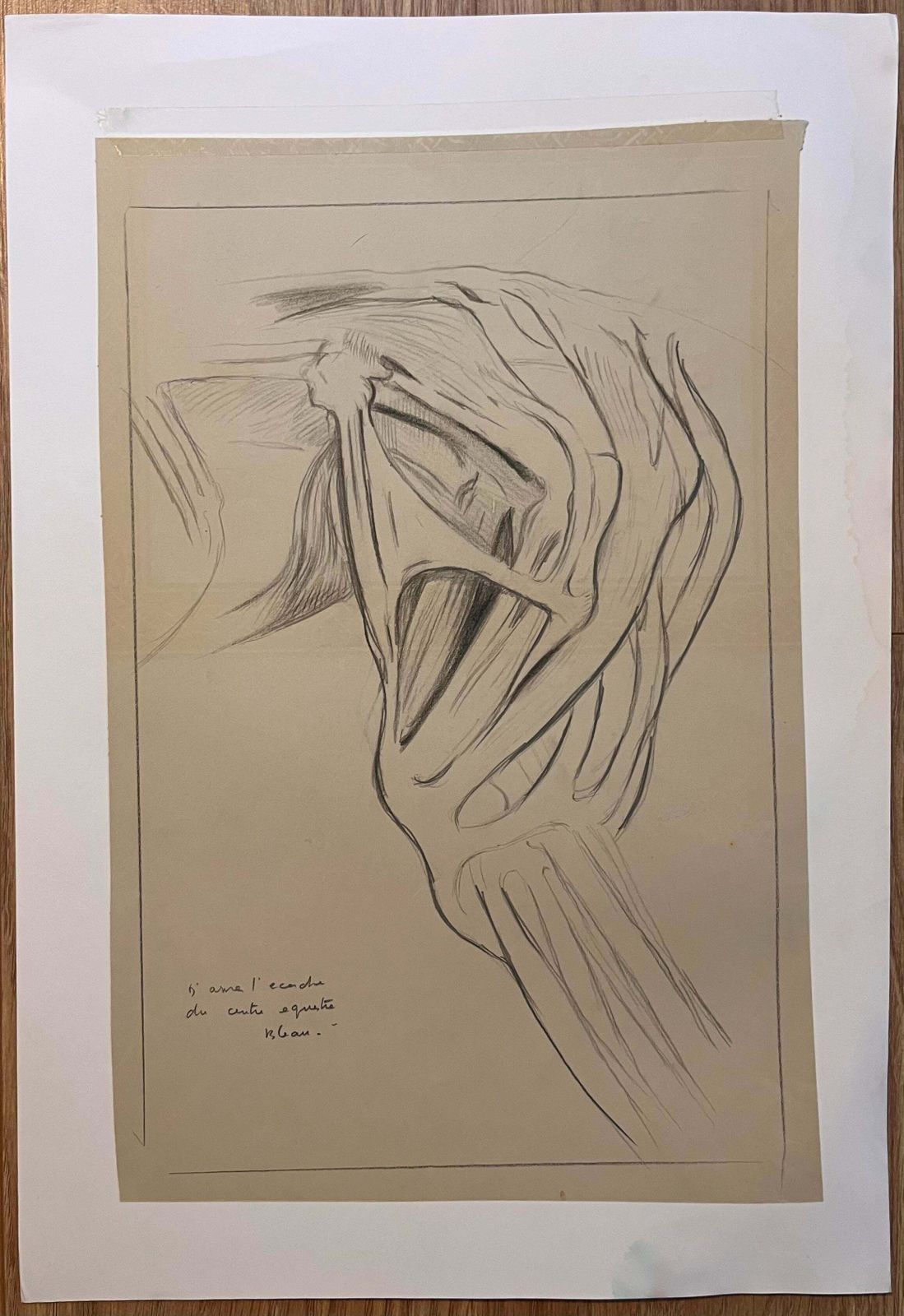 Robert Ladouoriginal French Anatomical Study Of A Horse's Shoulder20th Century photo furniture