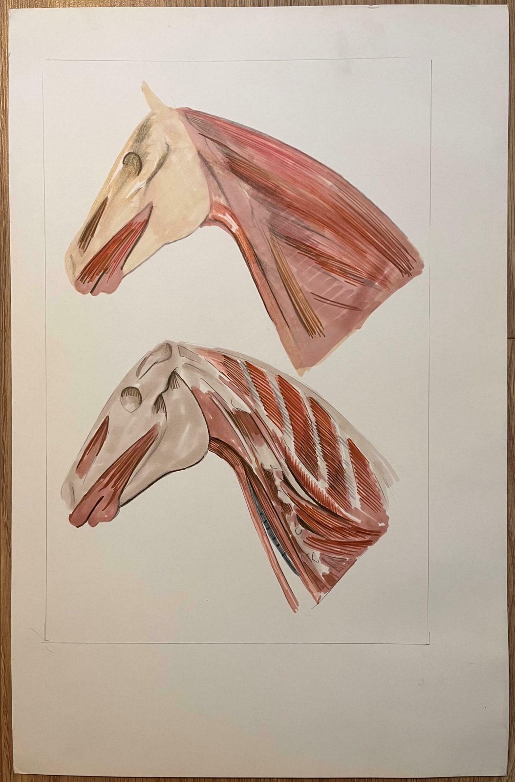 Robert Ladouoriginal French Anatomical Study Of Horse's Head And Neck20th Century photo furniture