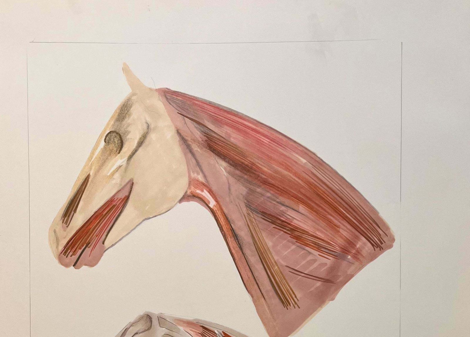 Robert Ladouoriginal French Anatomical Study Of Horse's Head And Neck20th Century photo for sale