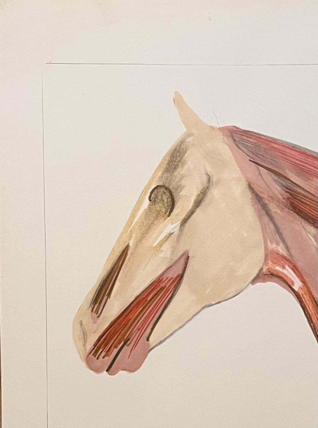 Robert Ladouoriginal French Anatomical Study Of Horse's Head And Neck20th Century photo 509.0