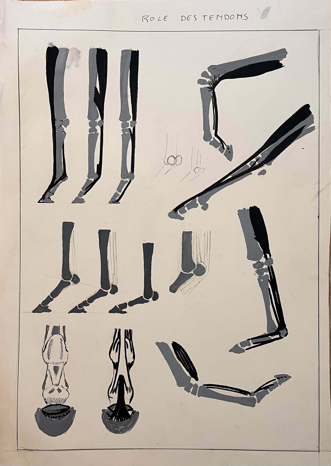Robert Ladouoriginal French Anatomical Equine Study Of The Role Of Tendons20th Century