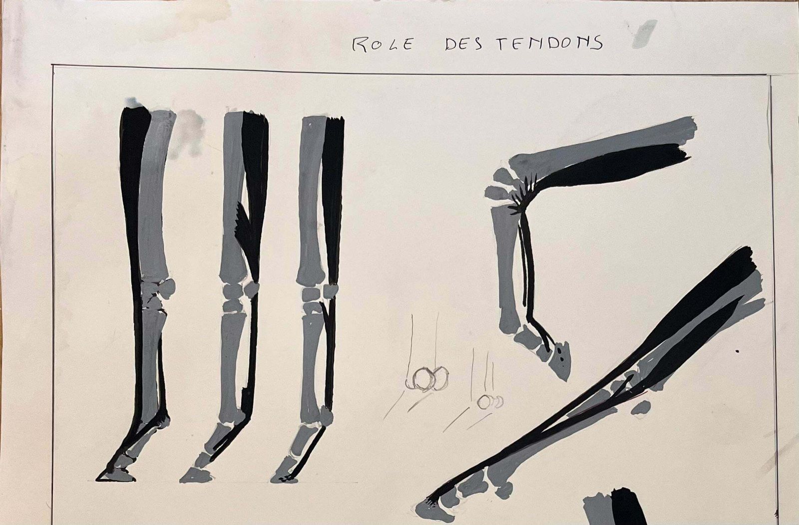 Robert Ladouoriginal French Anatomical Equine Study Of The Role Of Tendons20th Century photo Art