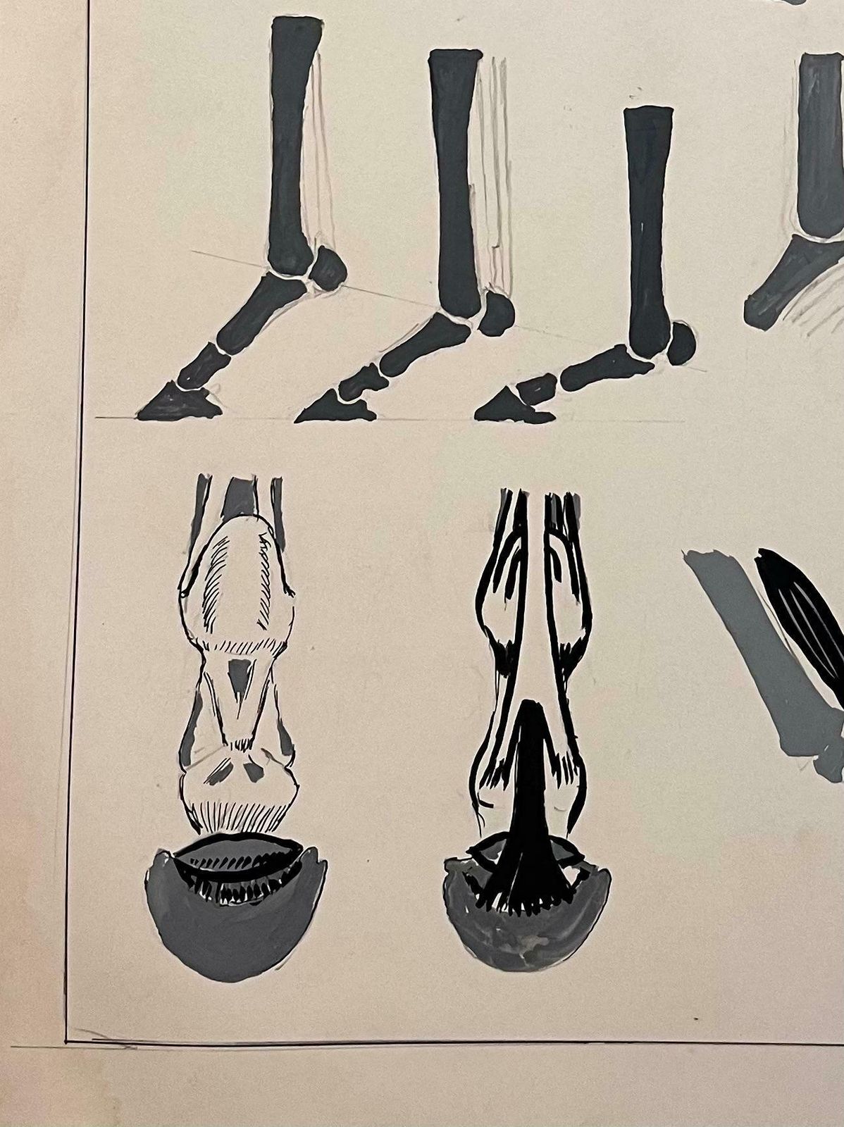 Robert Ladouoriginal French Anatomical Equine Study Of The Role Of Tendons20th Century photo vinterior