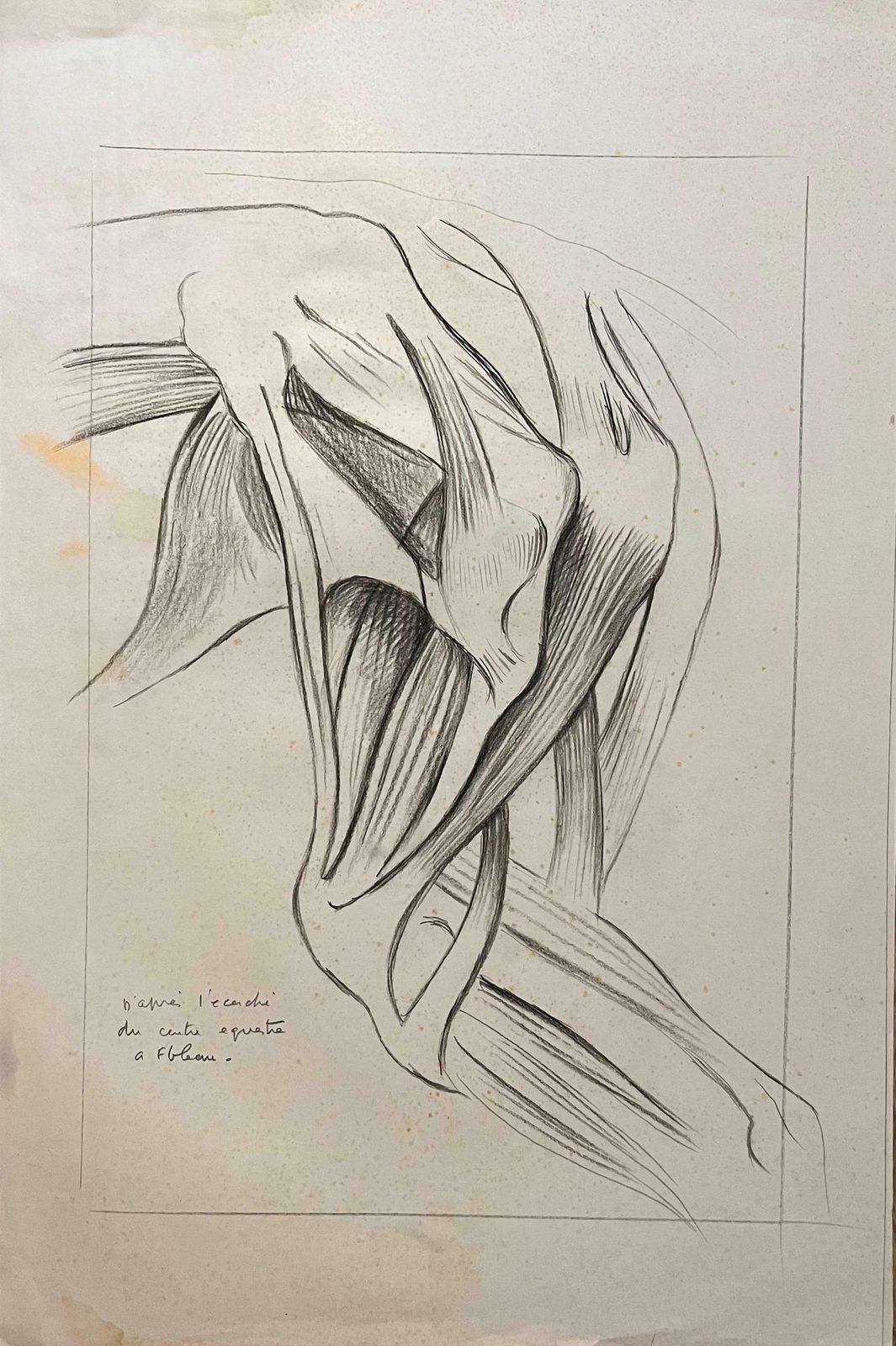 Robert Ladouoriginal French Anatomical Study Of Equine Leg Muscles20th Century