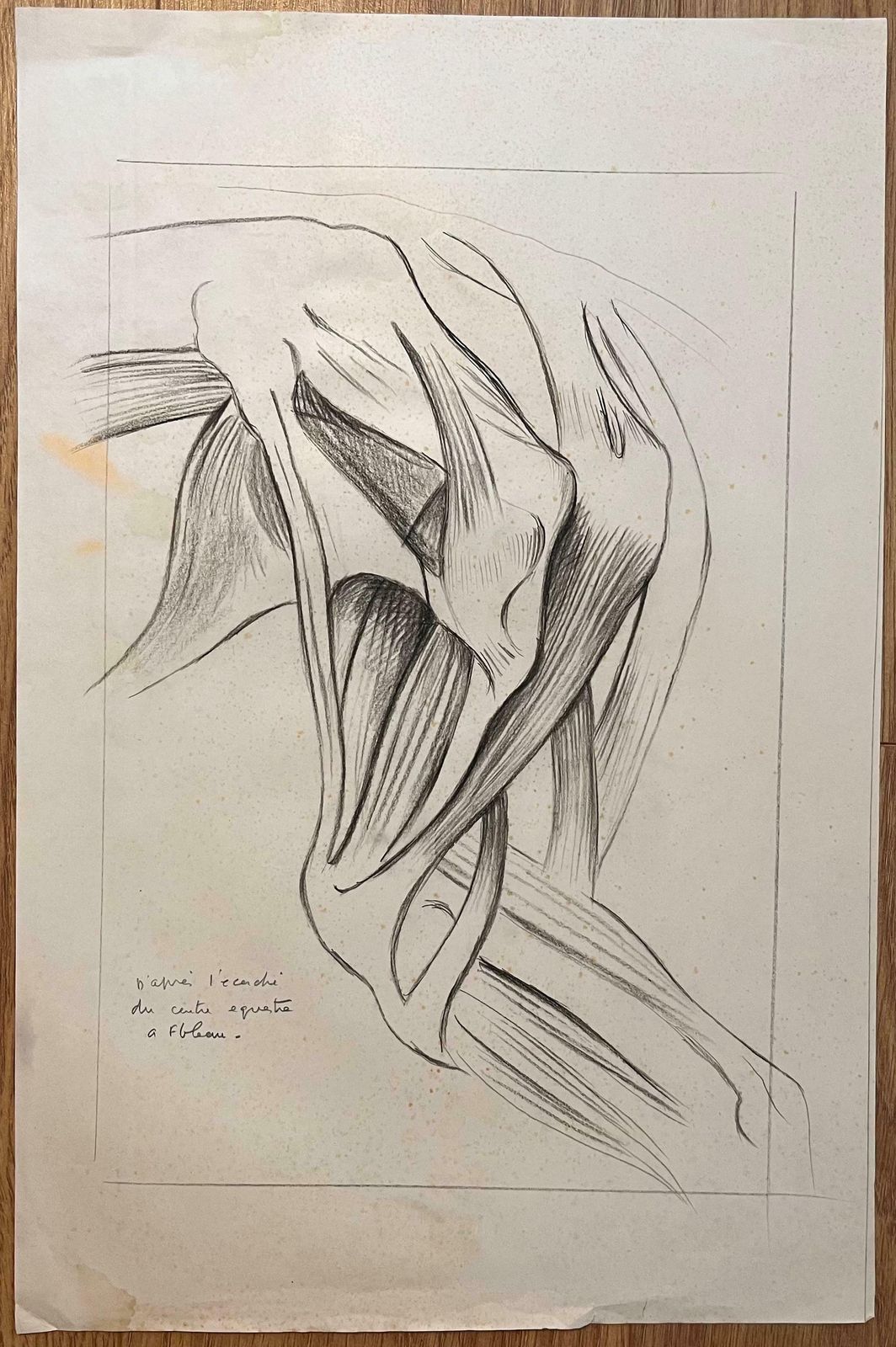 Robert Ladouoriginal French Anatomical Study Of Equine Leg Muscles20th Century photo furniture