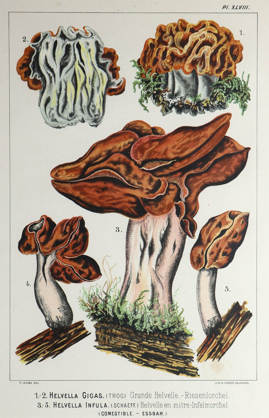 Set Of Four Fritz Leuba Mushrooom Lithographs photo for sale