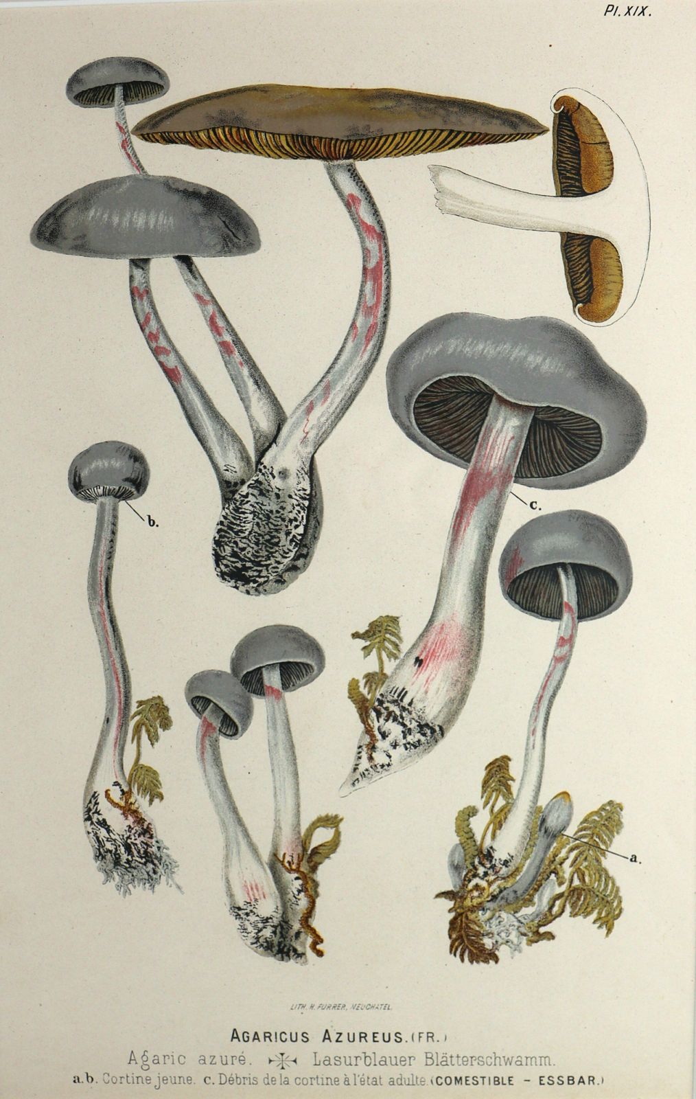 Pair Of Fritz Leuba Mushrooom Lithographs photo Art