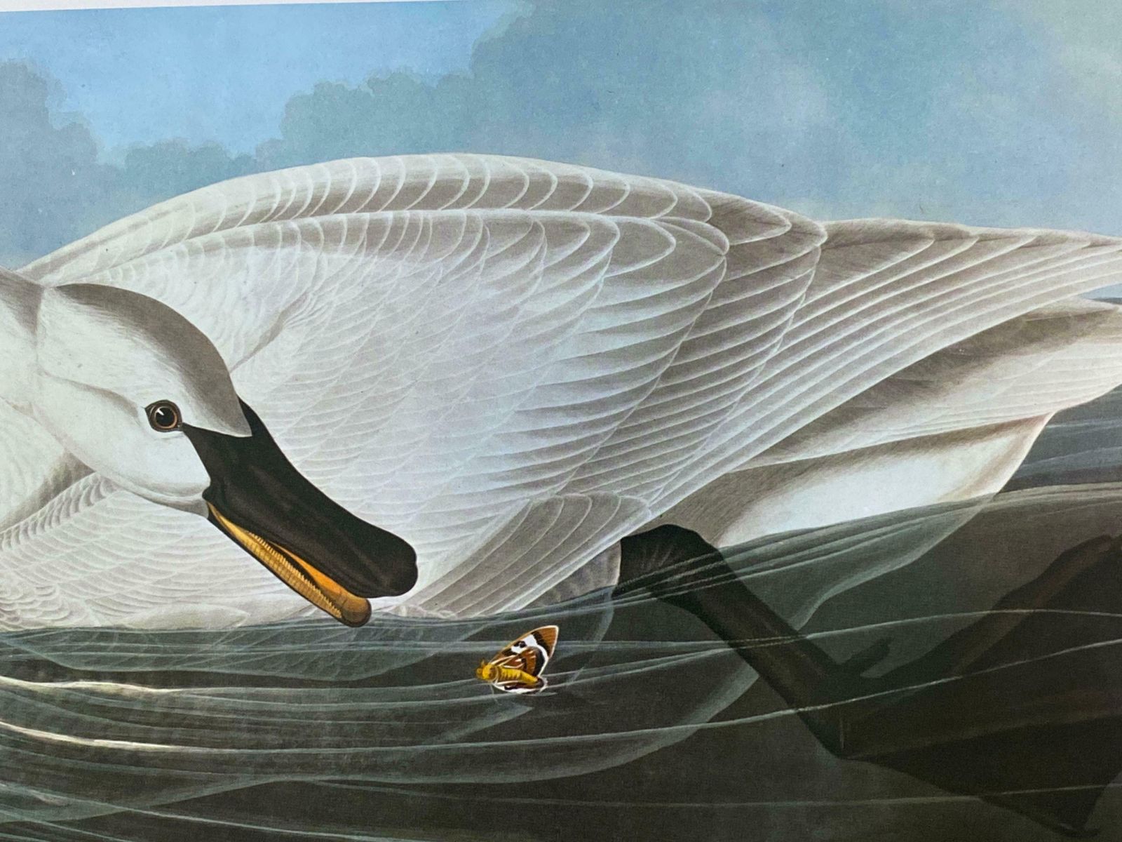 Large Classical Bird Color Print After John James Audubon   Trumpeter Swan20th Century photo for sale