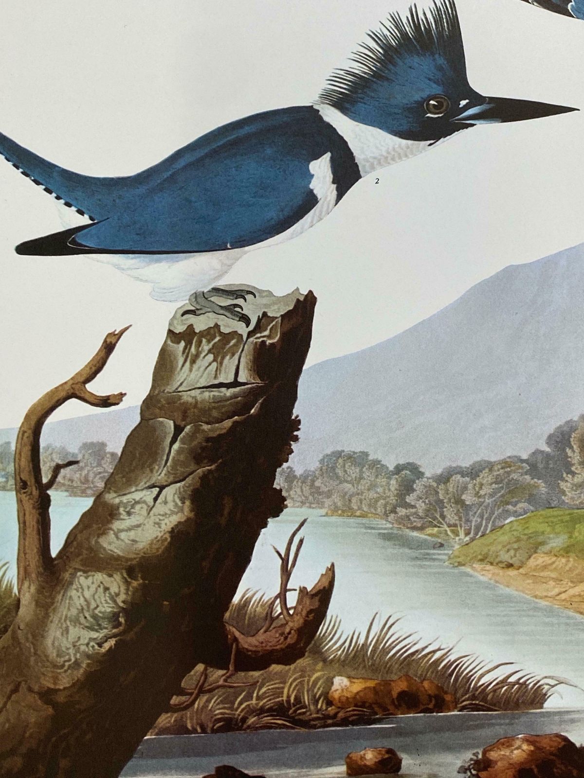 Large Classical Bird Color Print After John James Audubon   Belted Kingfisher20th Century photo Art