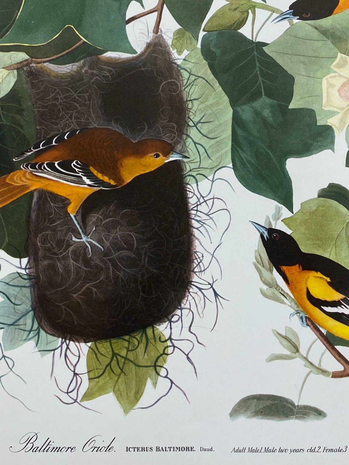 Large Classical Bird Color Print After John James Audubon   Baltimore Oriole20th Century photo for sale