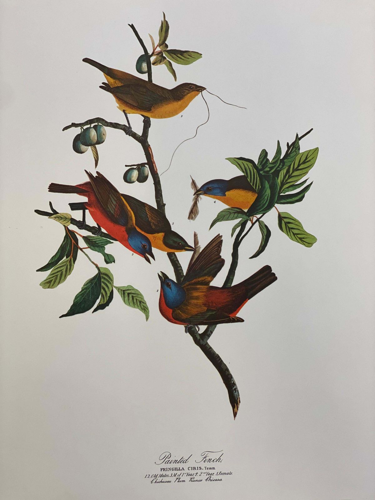 Large Classical Bird Color Print After John James Audubon   Painted Finch20th Century
