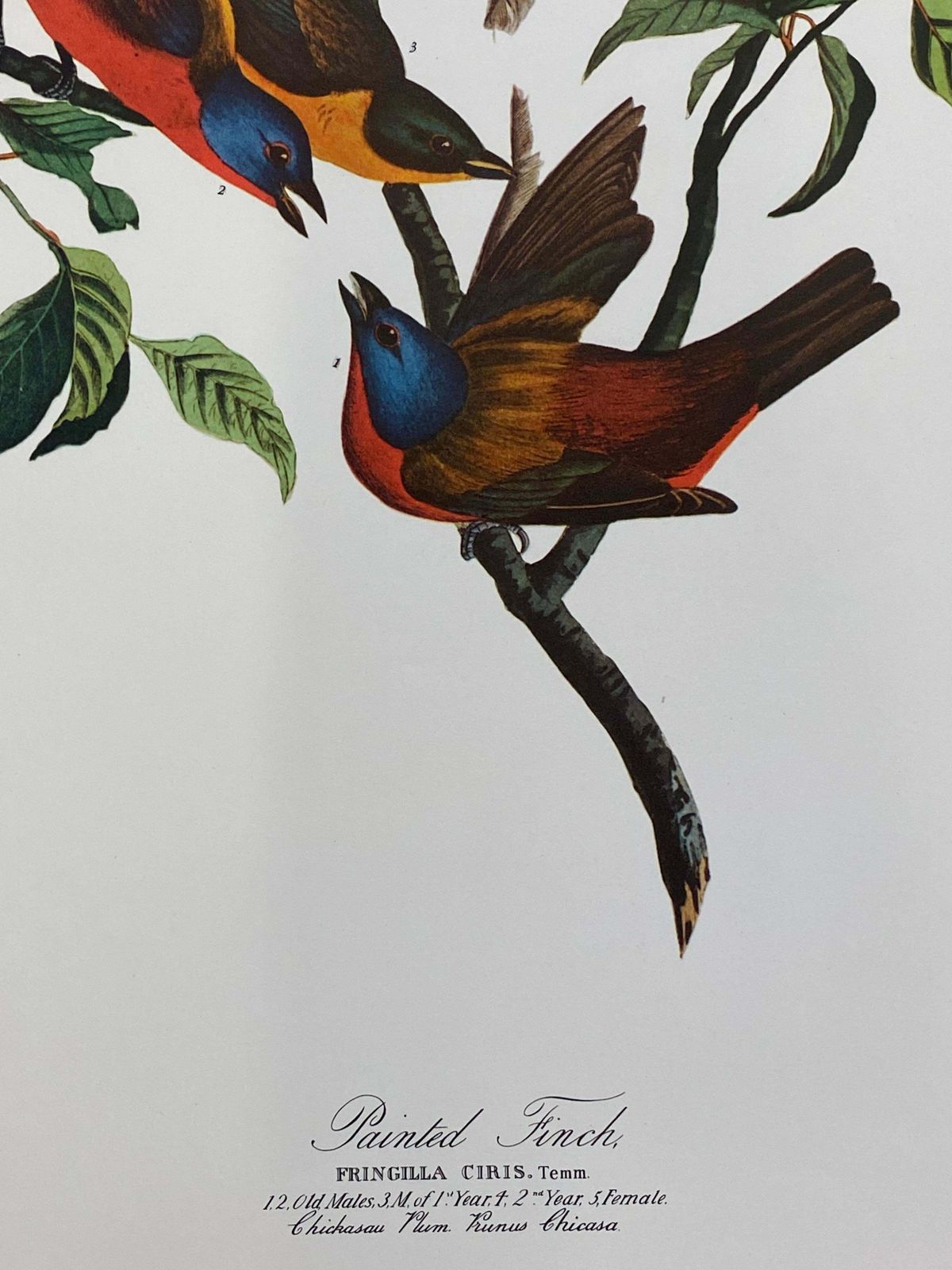 Large Classical Bird Color Print After John James Audubon   Painted Finch20th Century photo furniture
