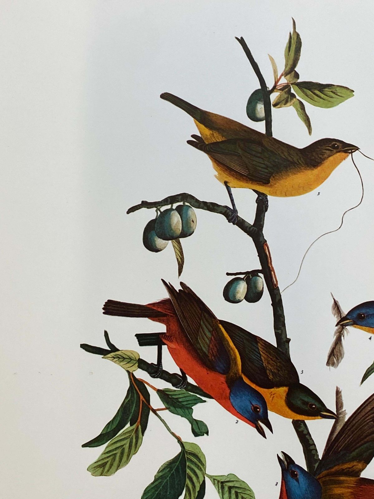 Large Classical Bird Color Print After John James Audubon   Painted Finch20th Century photo Art