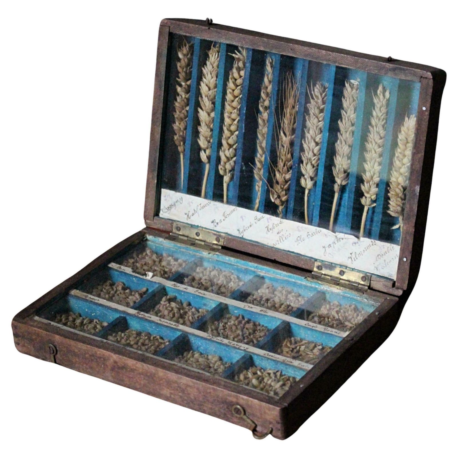 19th Century Glazed Specimen Box Containing Wheat Agricultural Scientific Curio
