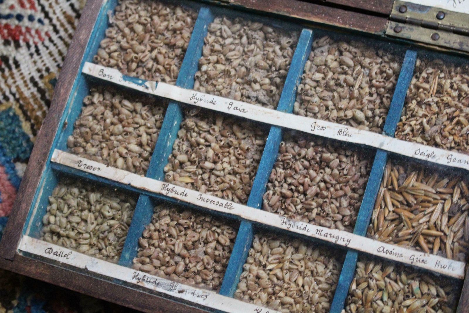 19th Century Glazed Specimen Box Containing Wheat Agricultural Scientific Curio photo vinterior