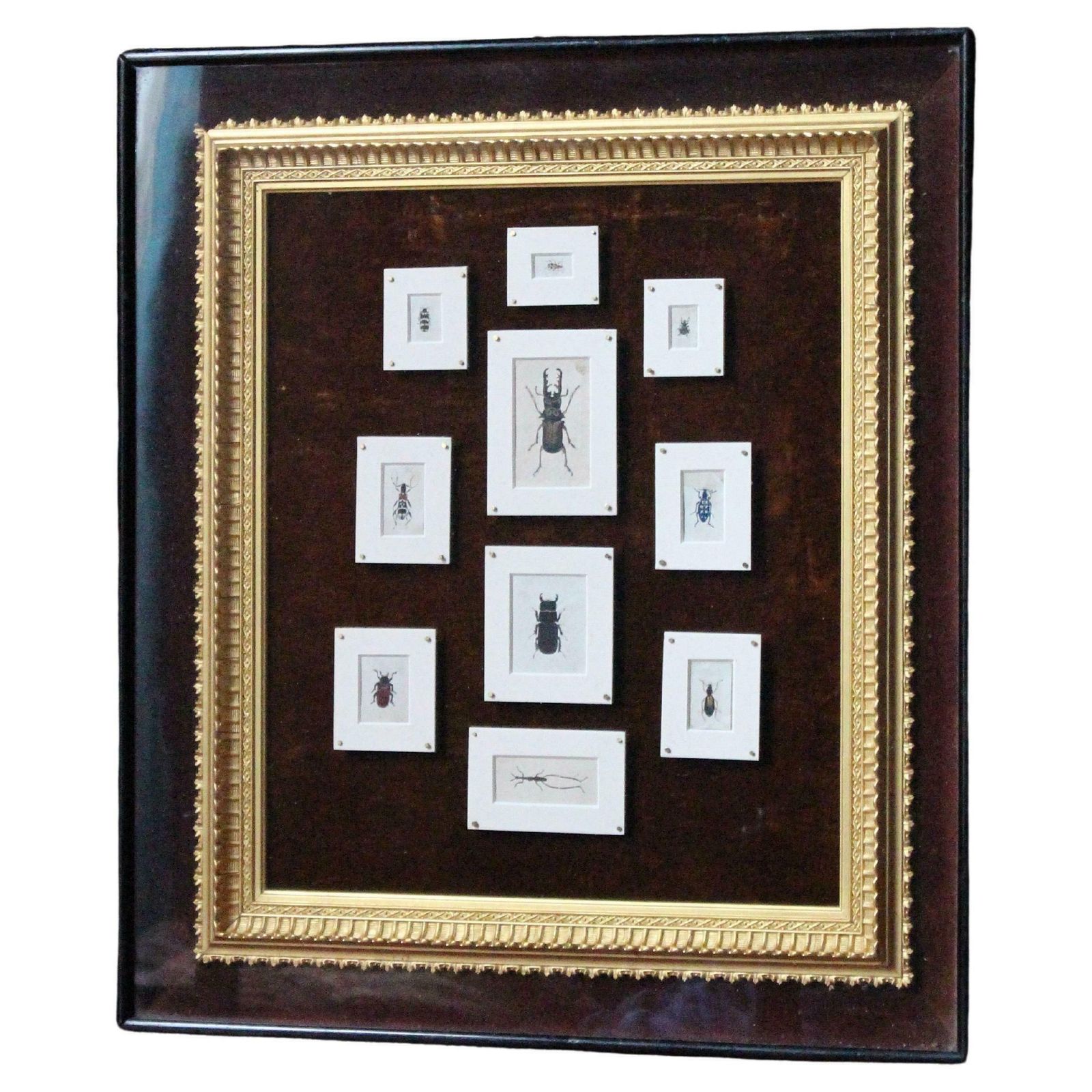19th C Hand Painted Entomology Studies Gothic Revival Shadow Box Taxidermy Curio