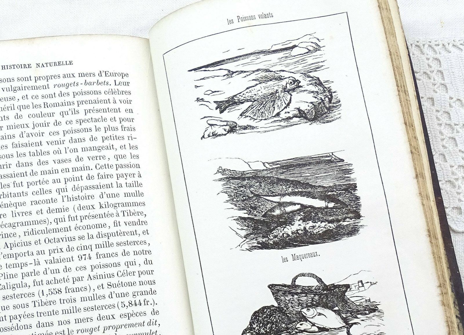 Antique French 1861 Leather Bound Natural History Book Histoire Naturelle Des Oiseaux Des Reptiles Et Des Poissons By M L'abbé J J Bourassé photo vinterior