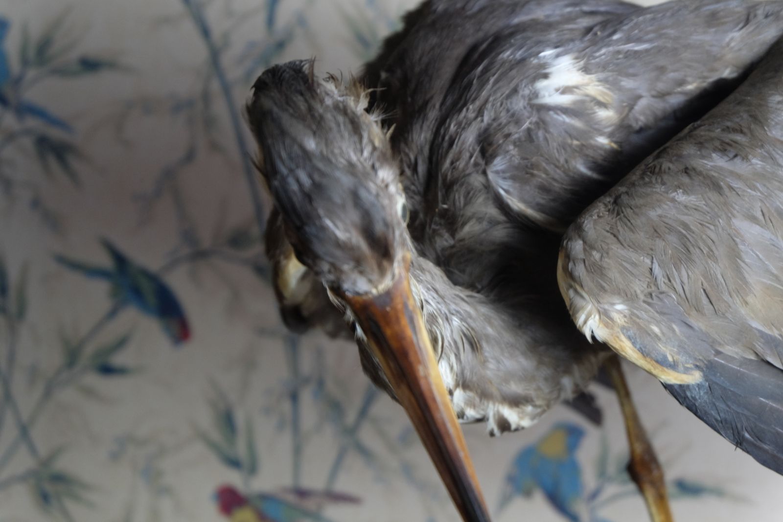 Museum Quality Taxidermy Study Of A Heron By Deyrolle, Paris