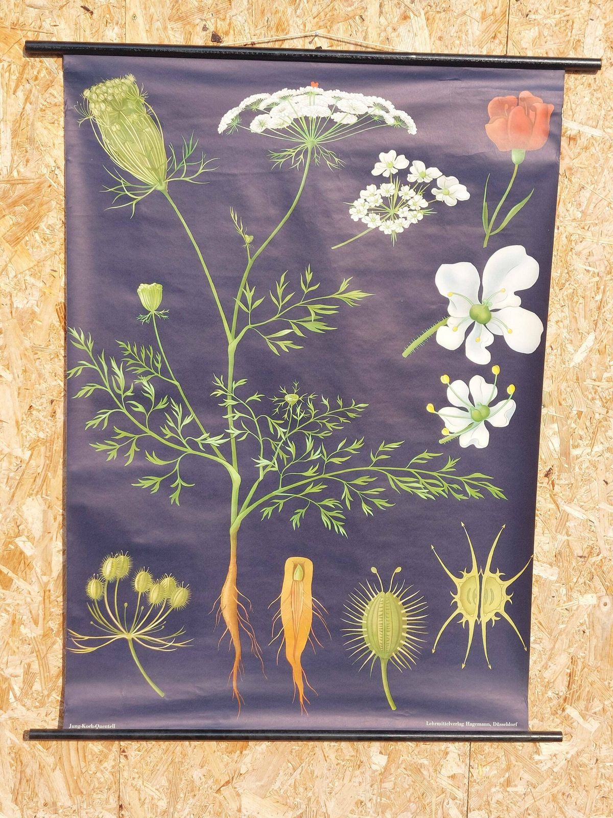 Vintage Original German Educational Poster/ Wild Carrot/ Vintage School Wall Chart/Roll Down Print/Botanical Chart/Jung Koch Quentell/70's photo buy