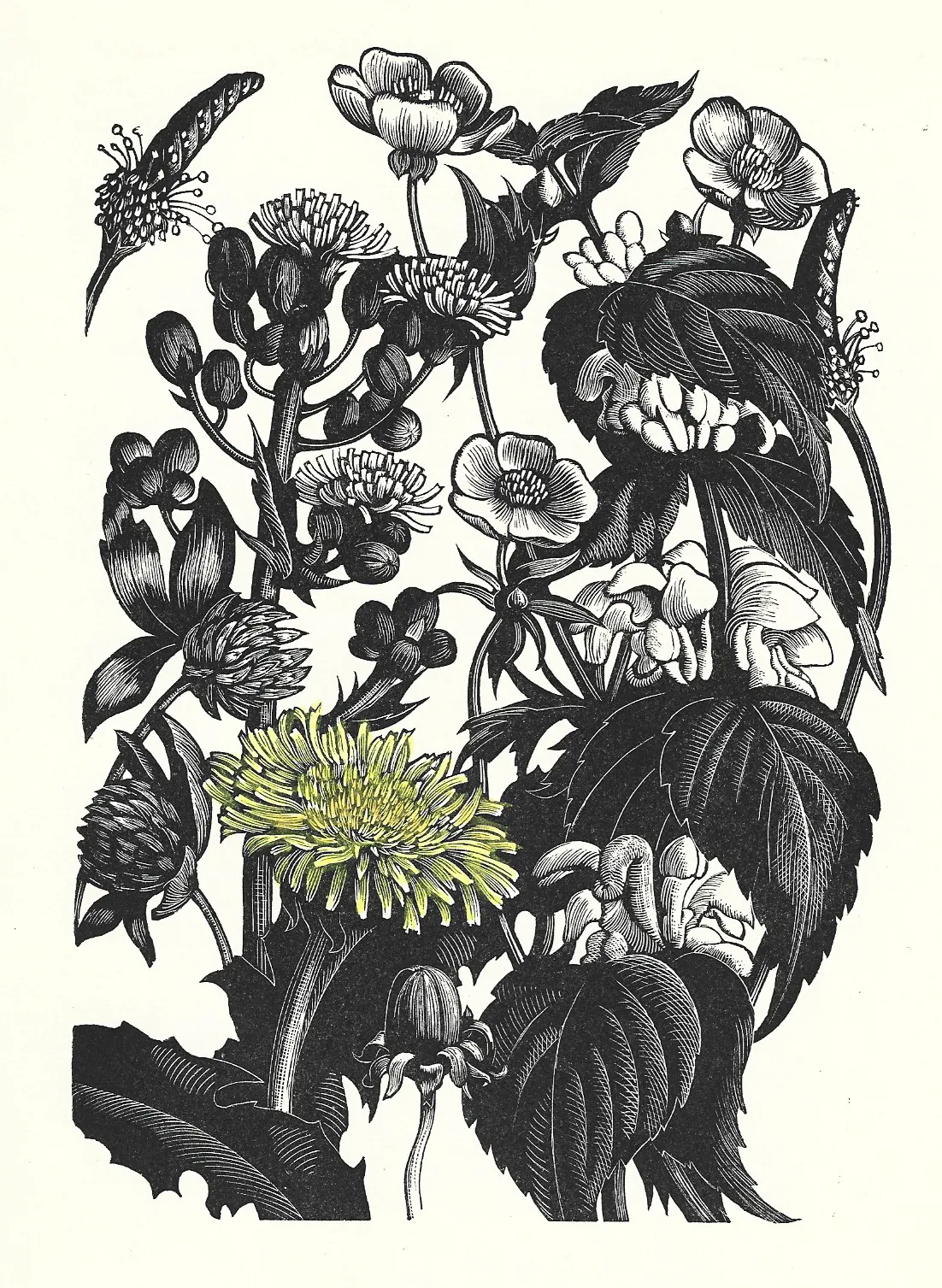 A Fine Lithograph Print From A Woodblock Engraving Titled ‘Weeds’ By Clare Leighton photo furniture