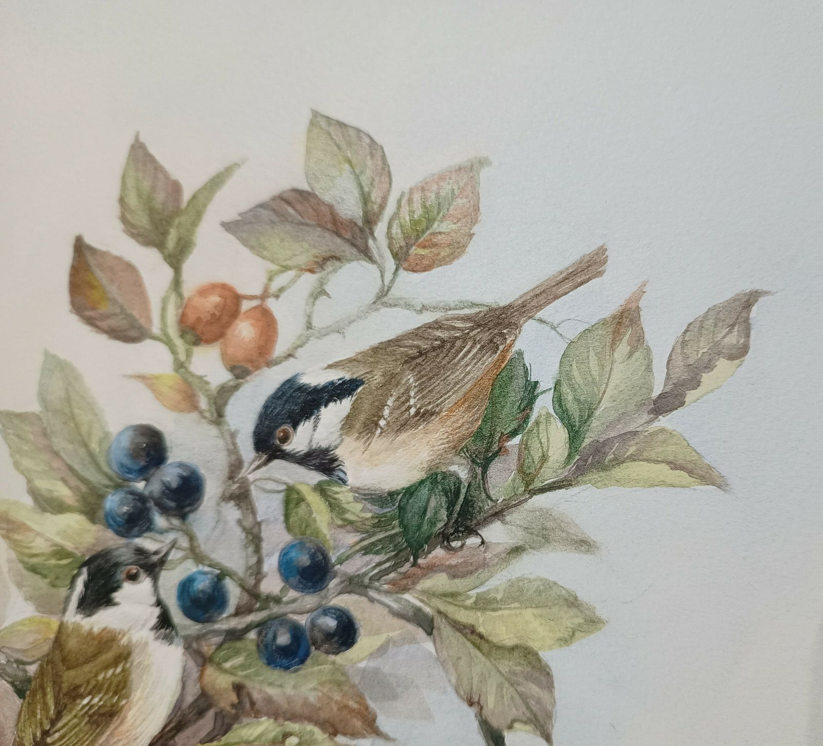 Original Watercolour Painting Wild Birds Amongst The Blue Sloe Berries And Red Rose Hips Signed Unframed. photo 70.0