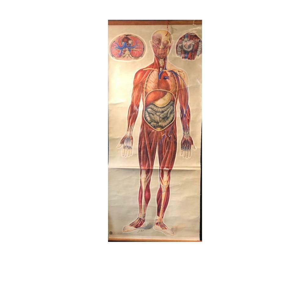A St John's Ambulance General Anatomy Poster Signed J. Teck, Circa 1940