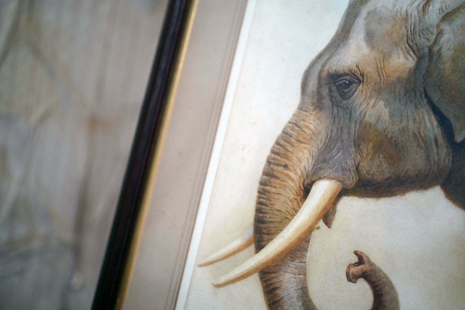 Helena J Maguire (British, 1860 1909); 'Elephant', Watercolour C.1900 07 photo furniture