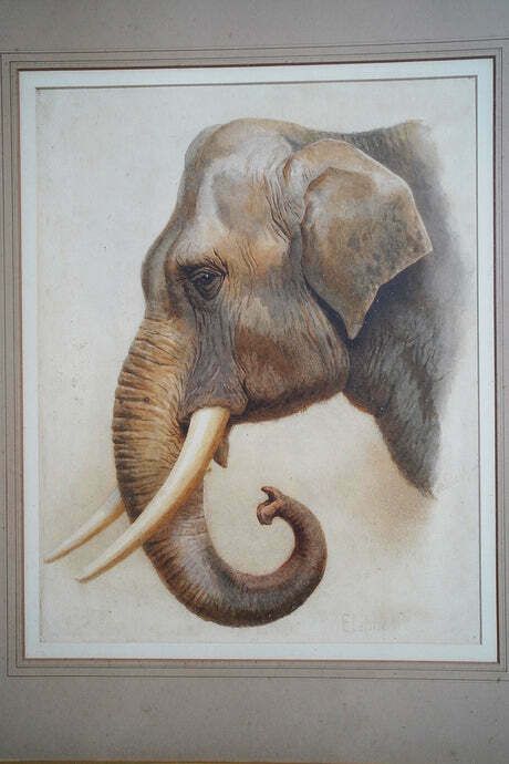 Helena J Maguire (British, 1860 1909); 'Elephant', Watercolour C.1900 07 photo 1400.0