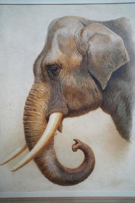 Helena J Maguire (British, 1860 1909); 'Elephant', Watercolour C.1900 07 photo vinterior