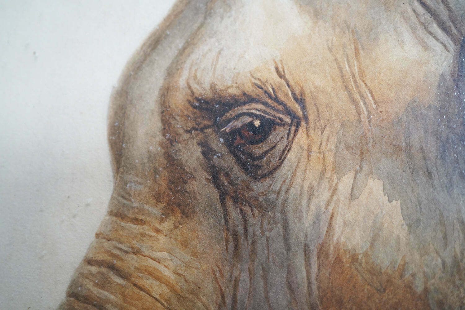 photo furniture Helena J Maguire (British, 1860 1909); 'Elephant', Watercolour C.1900 07