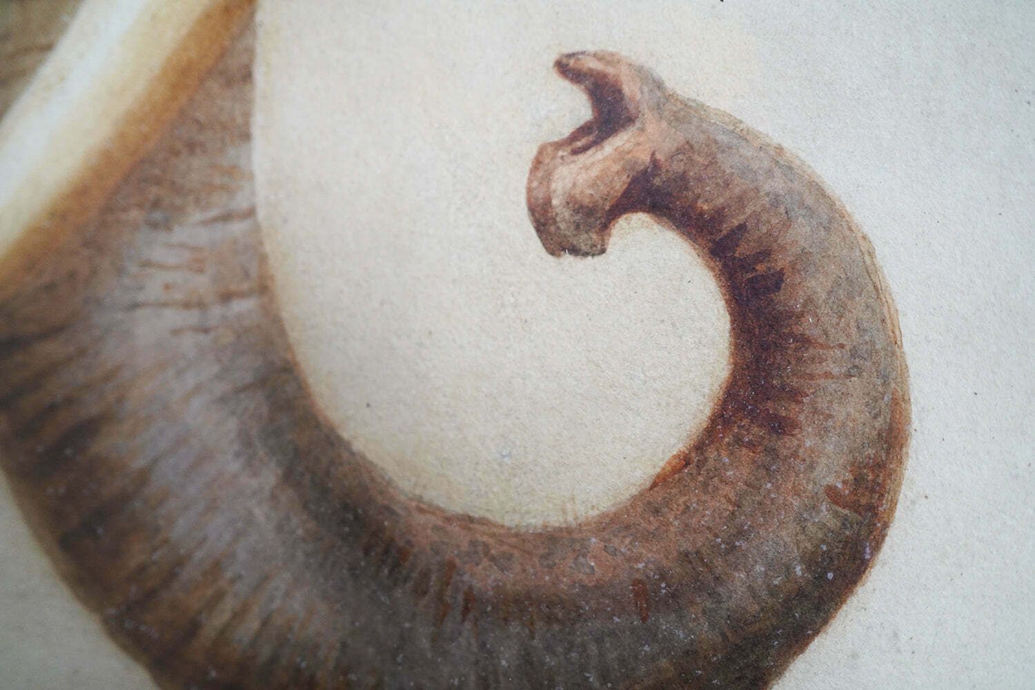 1400.0 Helena J Maguire (British, 1860 1909); 'Elephant', Watercolour C.1900 07 photo