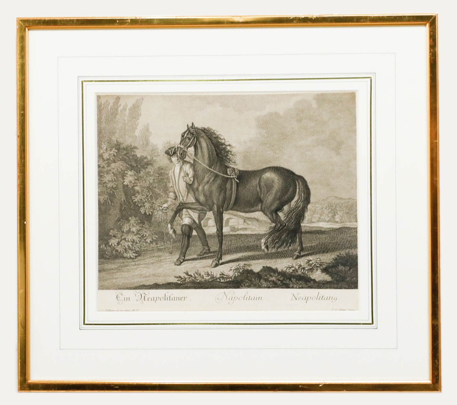 After Johann Elias Ridinger 18th Century Engraving, Neapolitan Horse