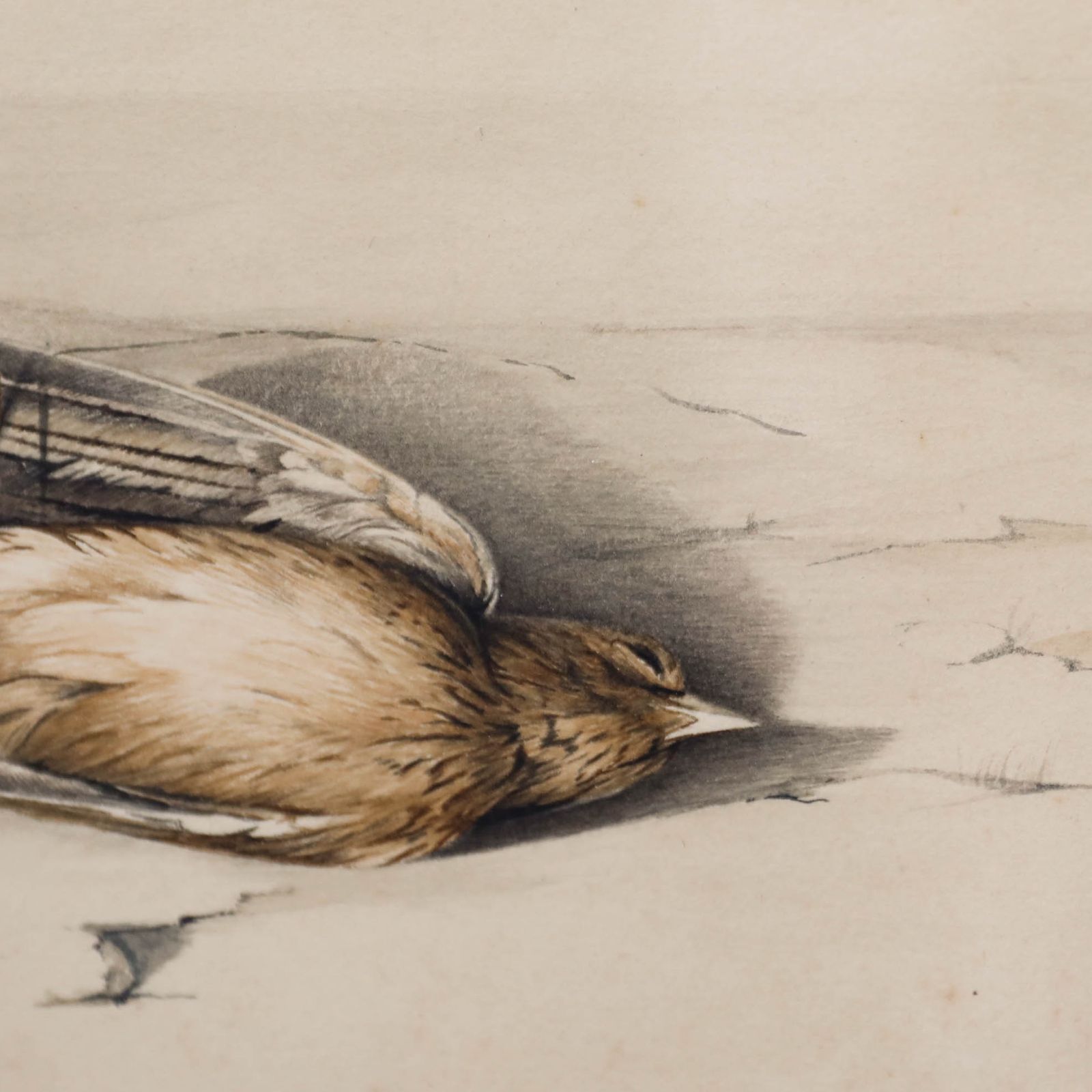 English School Late 19th Century Watercolour Study Of A Dead Bird photo Art