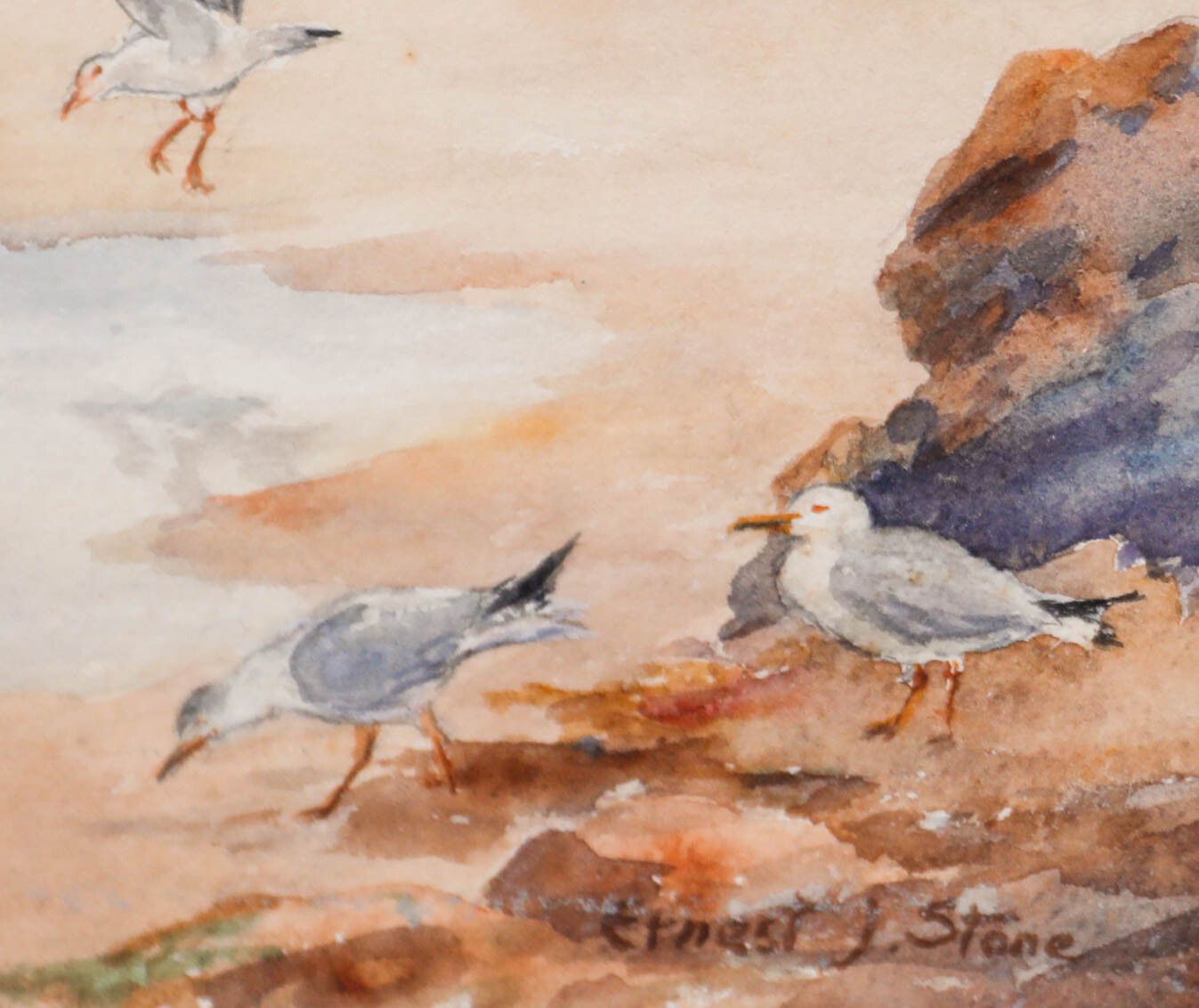 Ernest James Stone C.1914 Watercolour, Gulls And Rocks, Trevone photo vinterior