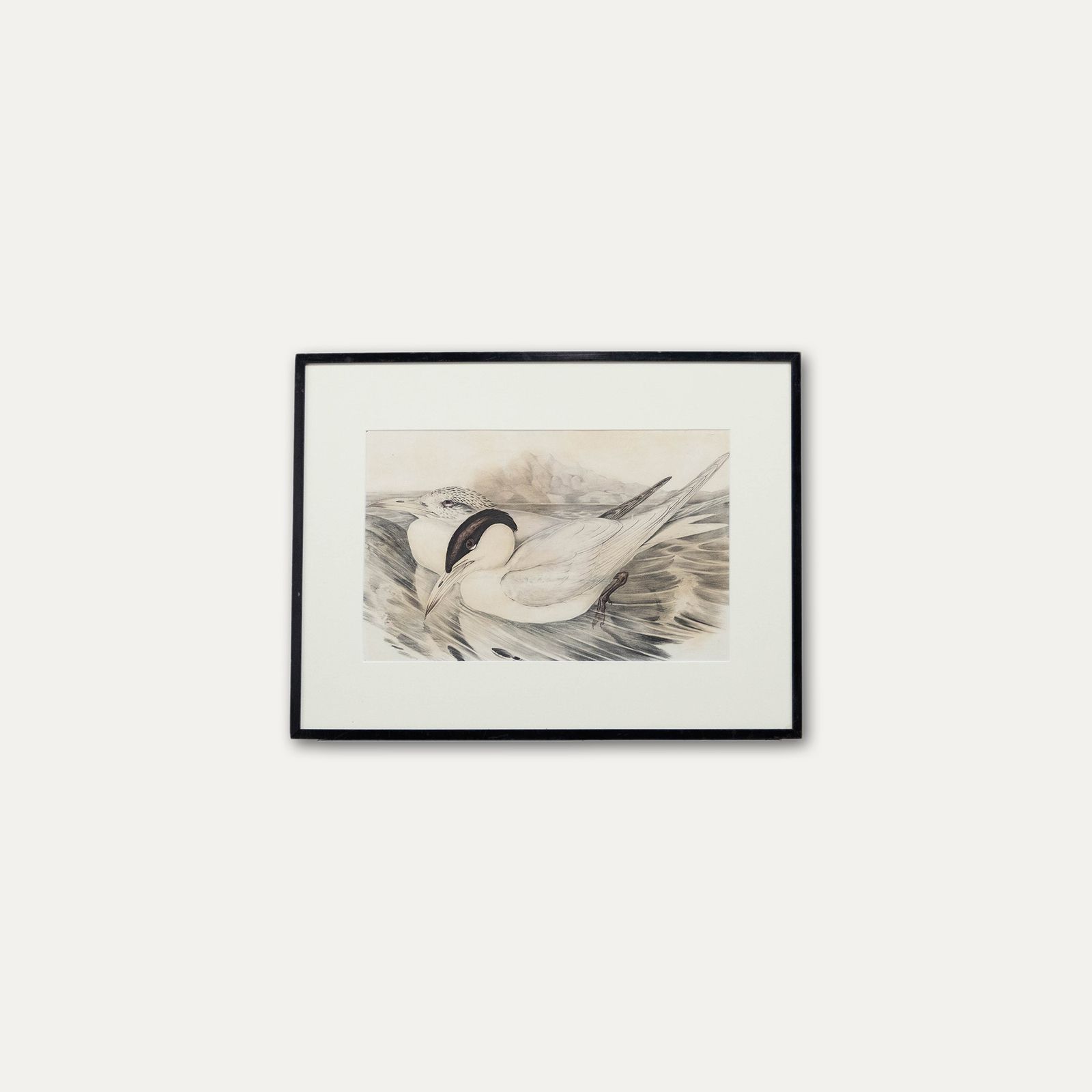 John Gould Framed 19th Century Lithograph, Sylochelidon Strenuus photo vinterior