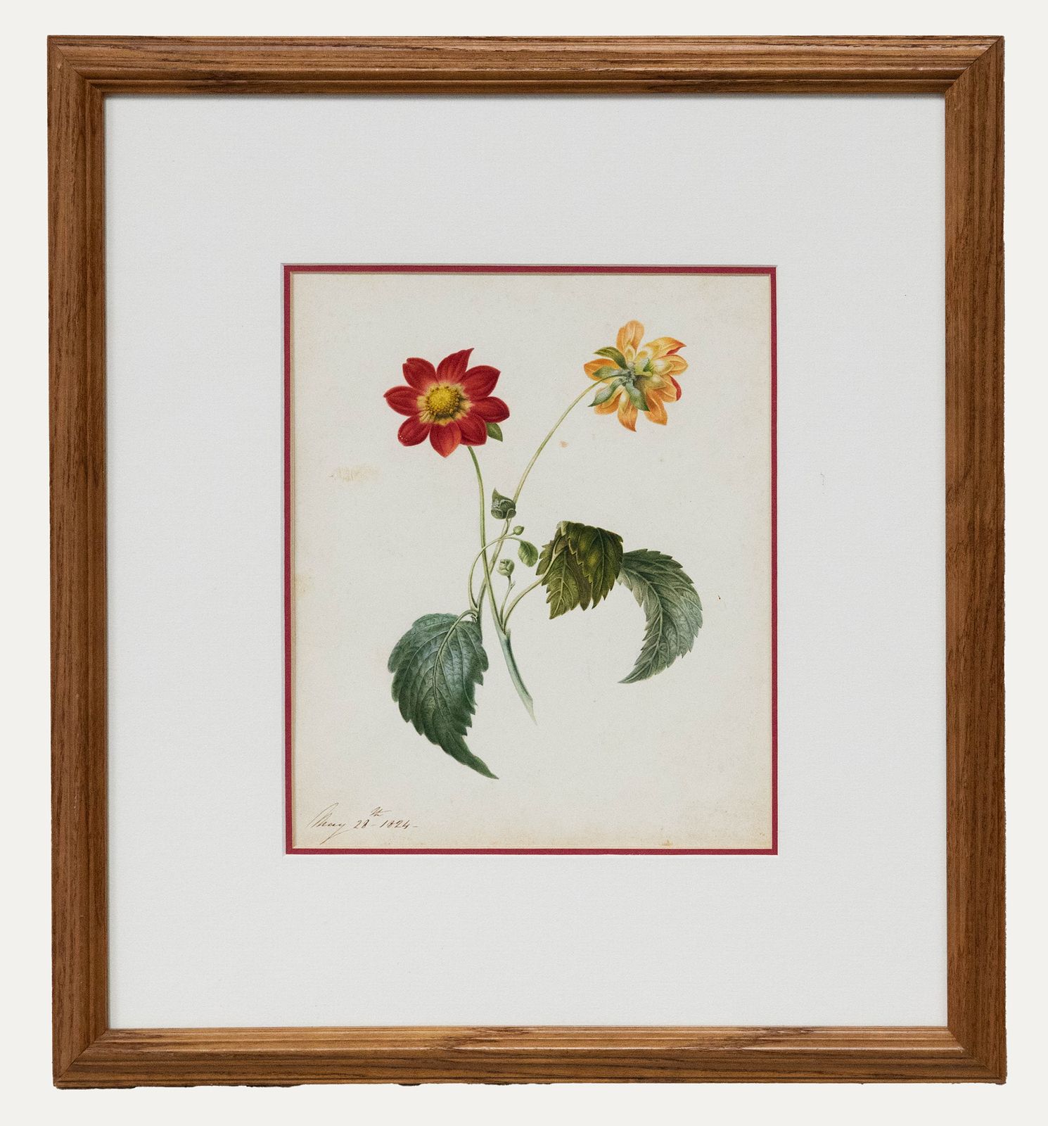 Fine Early 19th Century Watercolour Dahlia From Two Sides
