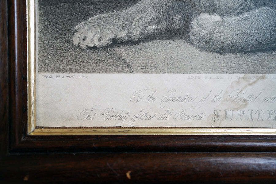 photo for sale Bristol Zoological Gardens: After John West Giles (1830 1865)   'Jupiter’ By John Burbidge, June 24th, 1853