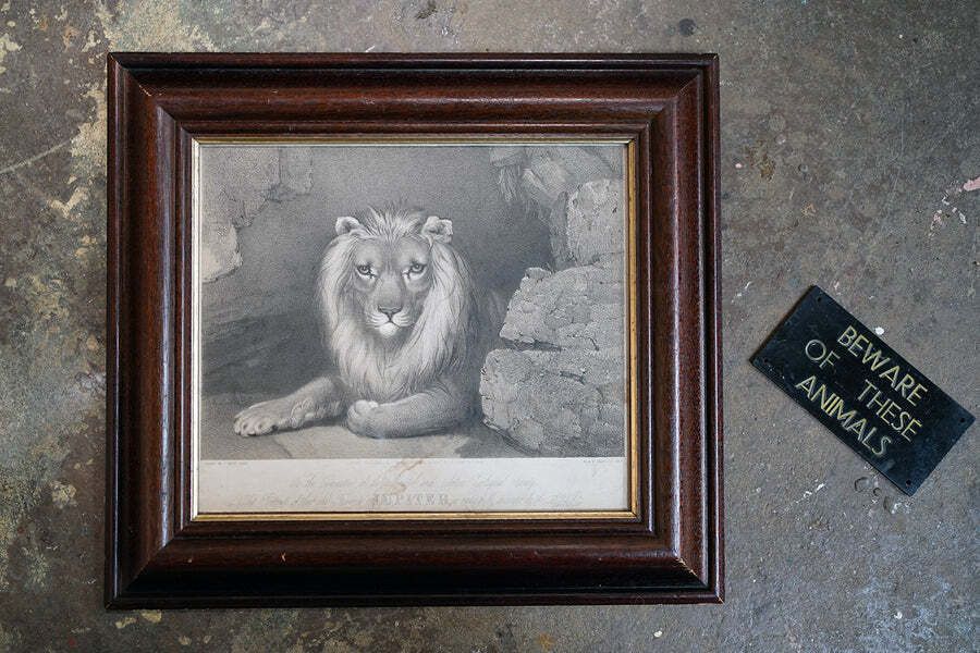 photo vinterior Bristol Zoological Gardens: After John West Giles (1830 1865)   'Jupiter’ By John Burbidge, June 24th, 1853
