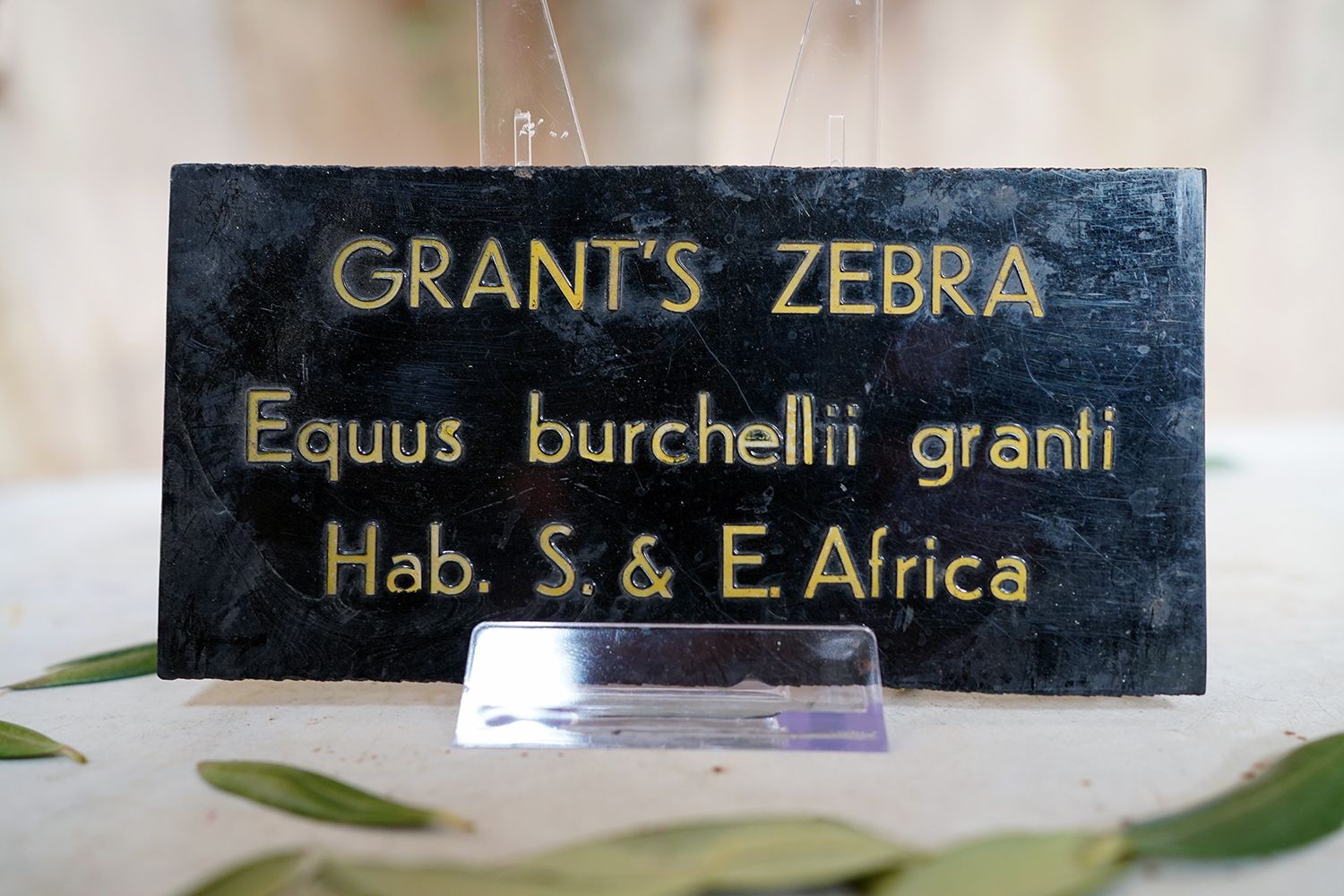 photo for sale Bristol Zoological Gardens: A Group Of Twenty Six Mid 20thc Enclosure Plaques C.1940 60