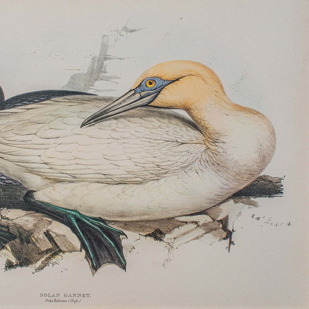 Pair Of Antique Bird Prints, English, Framed, Art, Picture, Nature, Edwardian photo buy