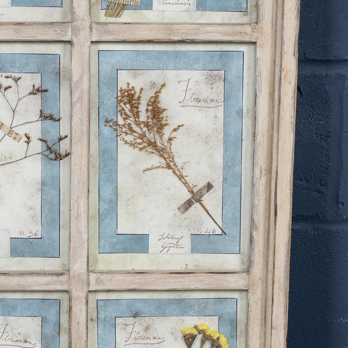 20th Century Italian Large Oak Frame Containing Pressed Flowers & Herbs photo buy