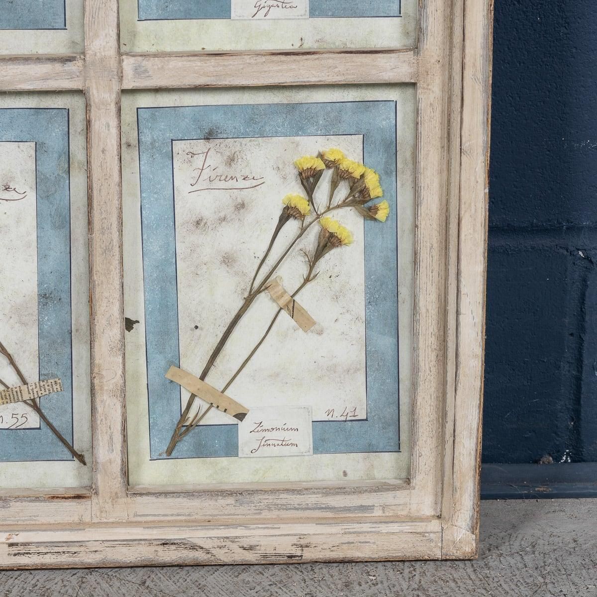 895.0 20th Century Italian Large Oak Frame Containing Pressed Flowers & Herbs photo
