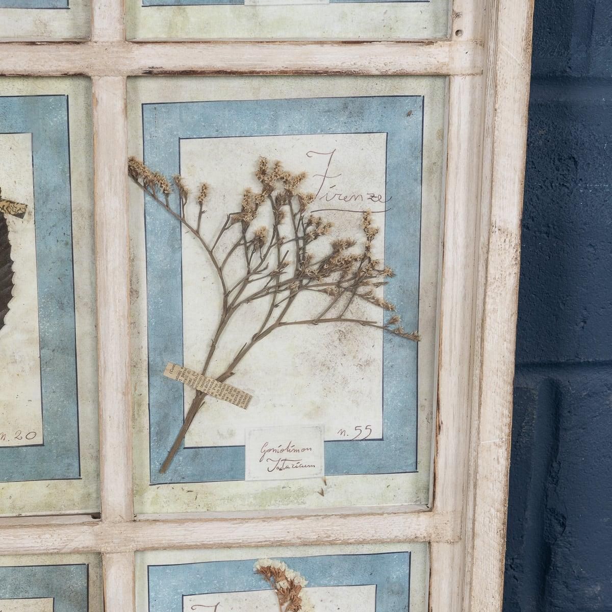 20th Century Italian Large Oak Frame Containing Pressed Flowers & Herbs photo buy