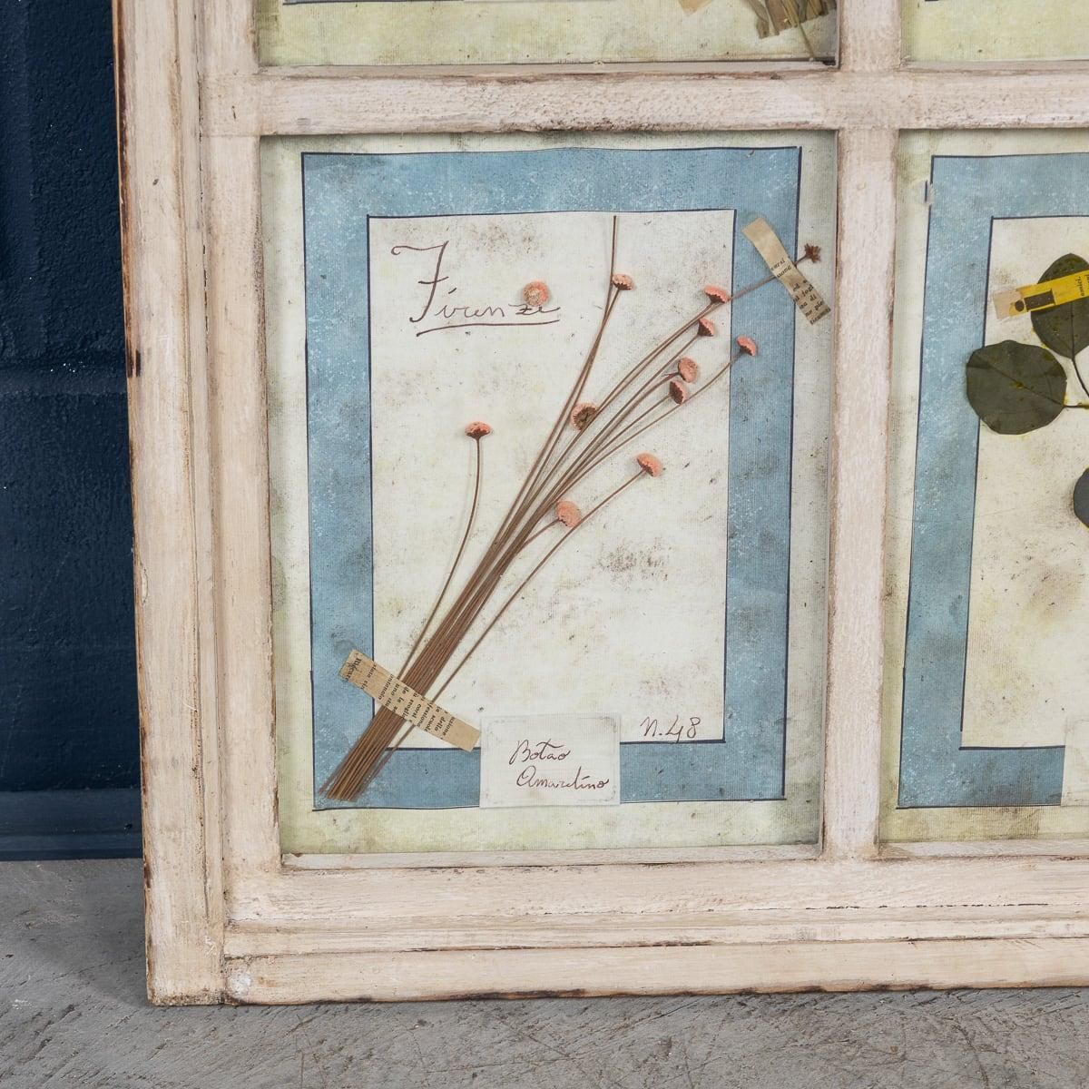 photo for sale 20th Century Italian Large Oak Frame Containing Pressed Flowers & Herbs