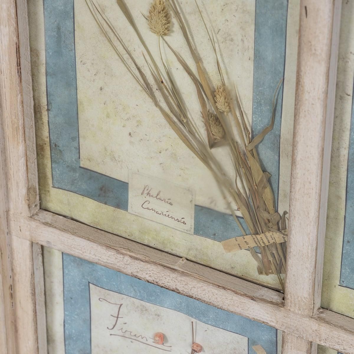 photo buy 20th Century Italian Large Oak Frame Containing Pressed Flowers & Herbs