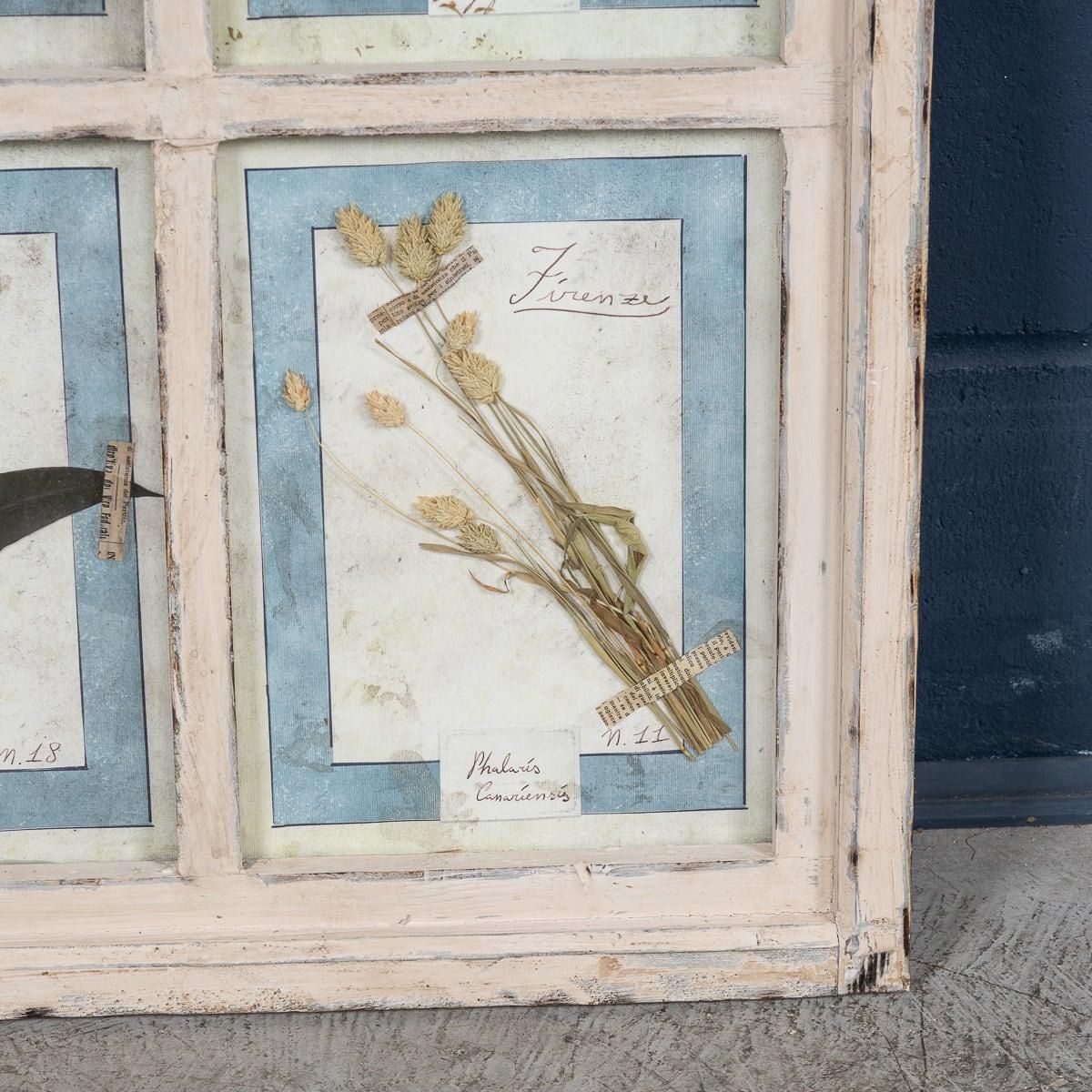 Art 20th Century Italian Large Oak Frame Containing Pressed Flowers & Herbs photo