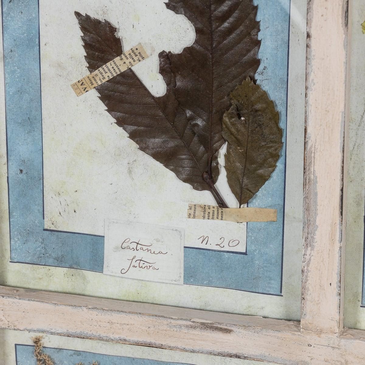 photo vintage 20th Century Italian Large Oak Frame Containing Pressed Flowers & Herbs