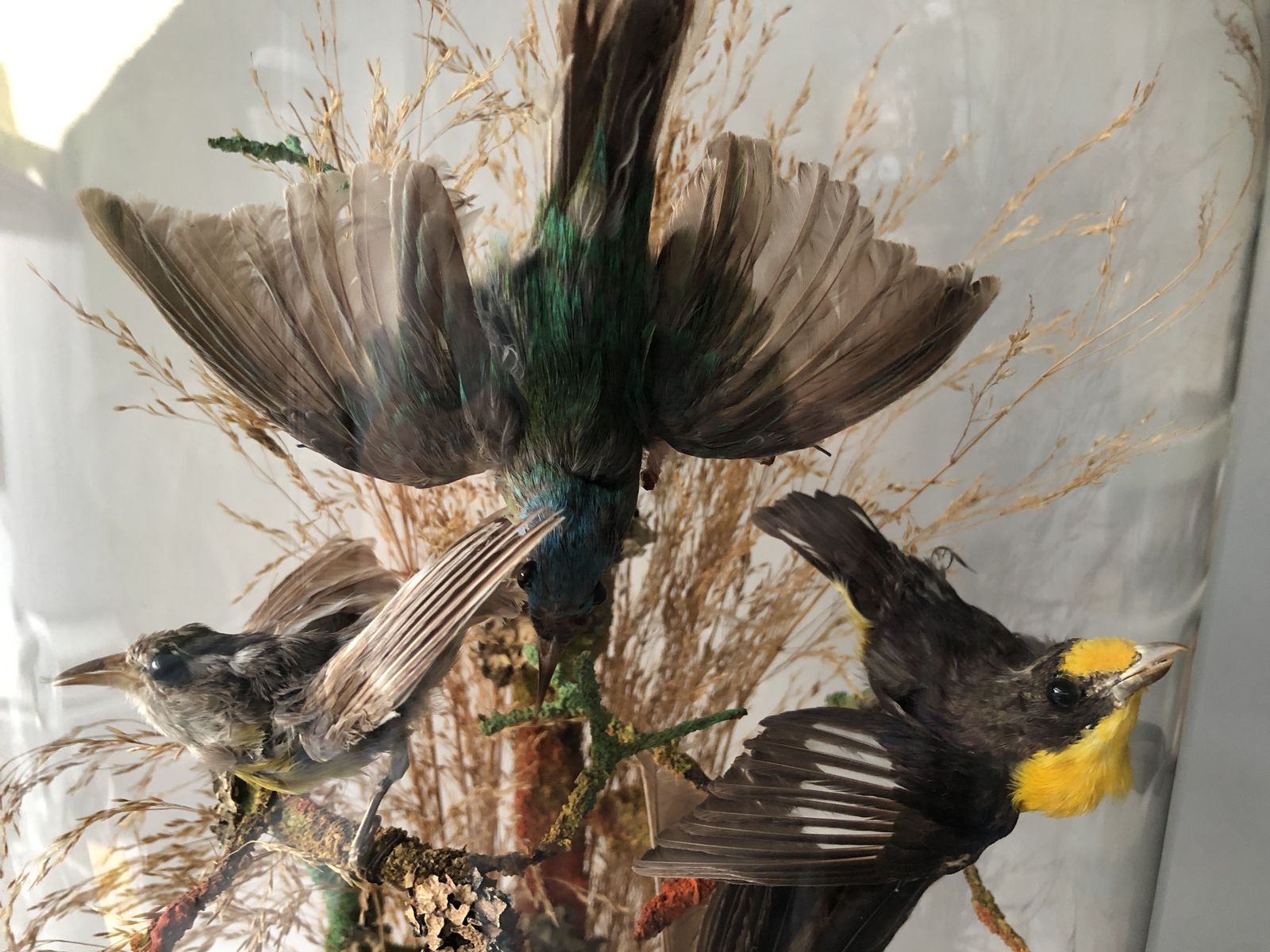 photo for sale 19th Century Taxidermy Glass Dome Display