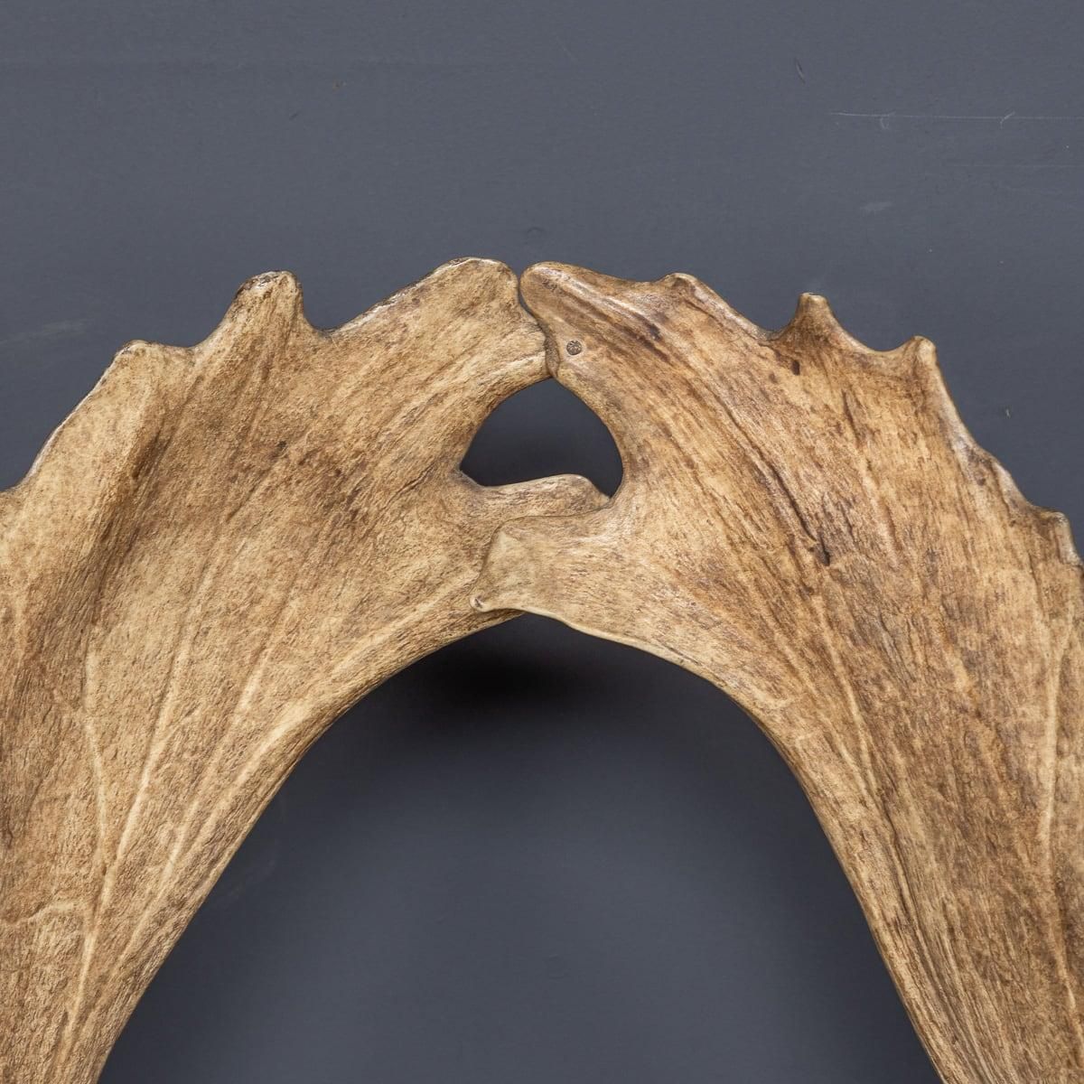 Antique 20th Century Austrian Pair Of Deer Antler Hall Chairs C.1900 photo buy